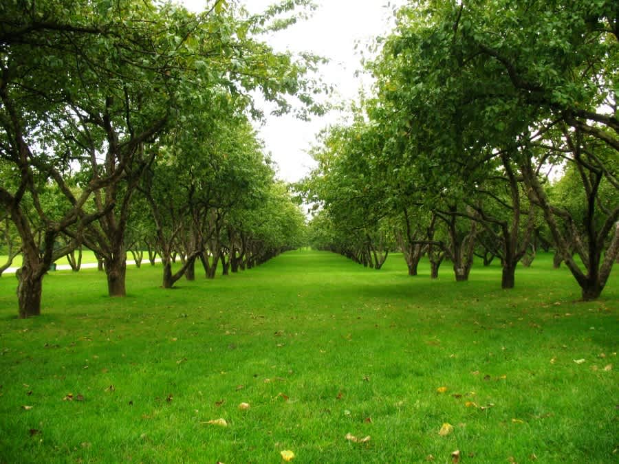 Голосов овраг (Временной провал)